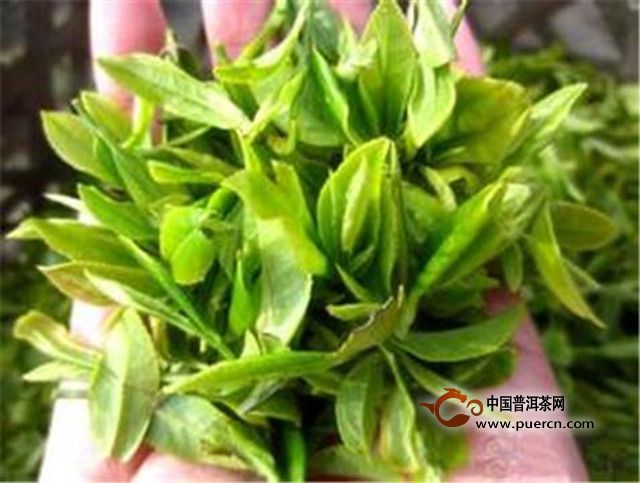 云海白毫的制作方法