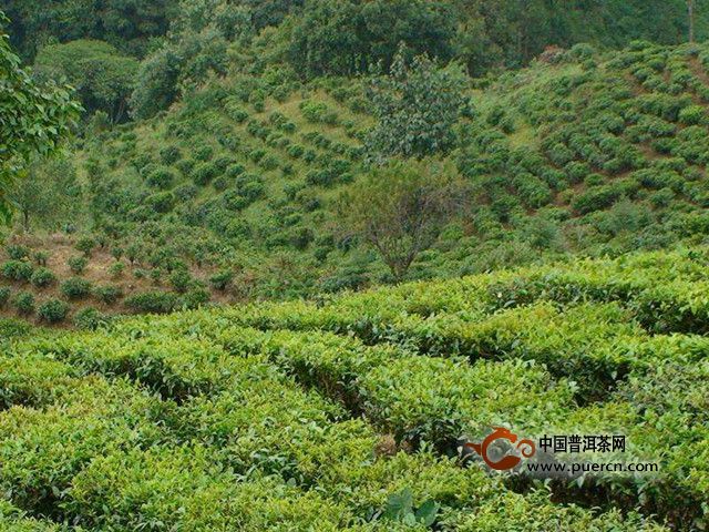 云海白毫产地
