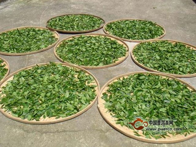 云海白毫品质特点