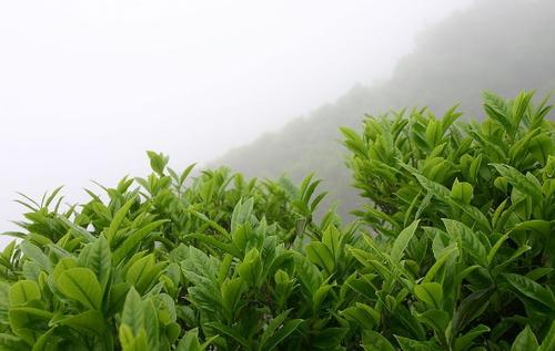 长饮隆中茶的功效及作用