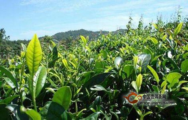 隆中茶产地在哪里