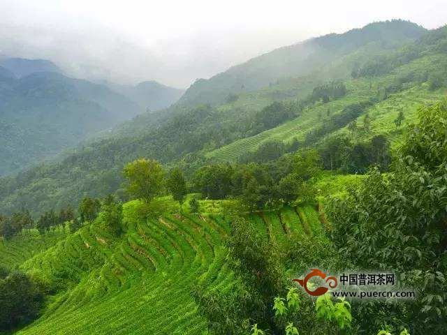 隆中茶产地在哪里