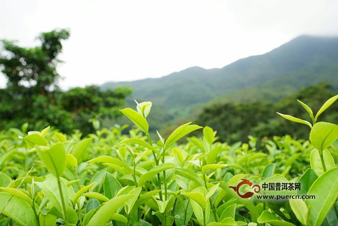 宝顶绿茶产地