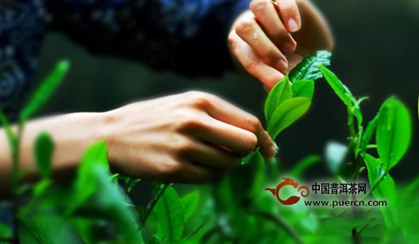 东湖银毫如何采摘以及制作工艺