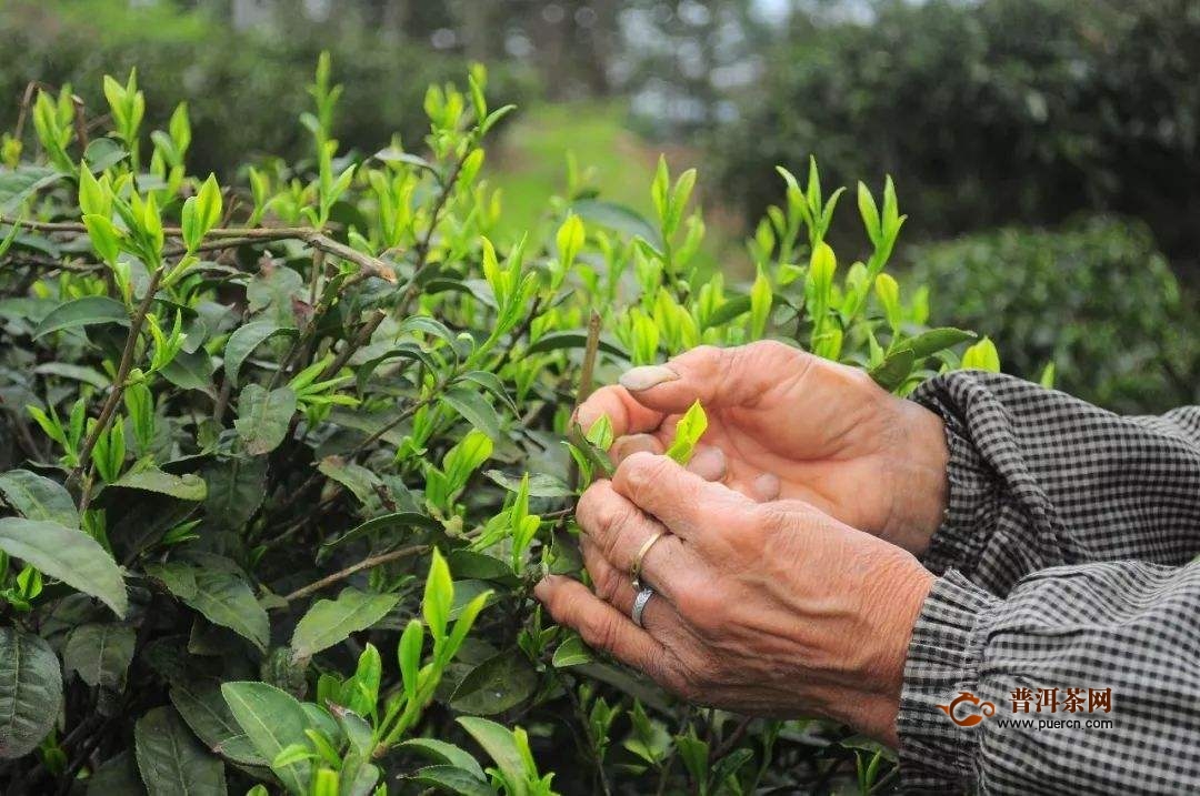 休宁松萝茶采制工艺