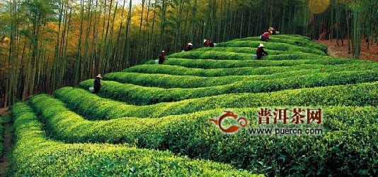 休宁松萝茶制作工序流程