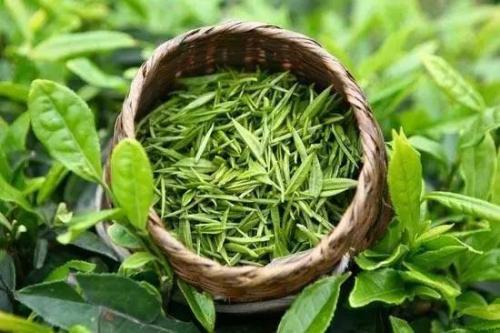 喝秦巴雾毫茶对身体有什么好处