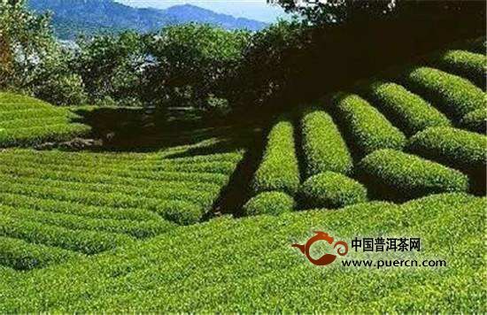 秦巴雾毫的由来