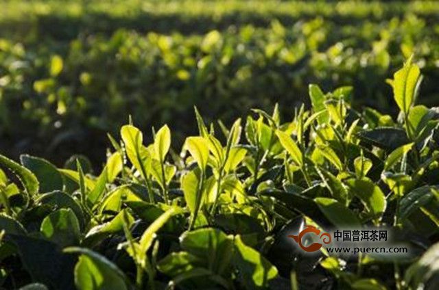 化佛茶的生态环境