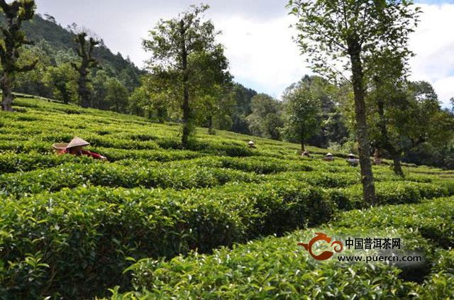 化佛茶的生态环境