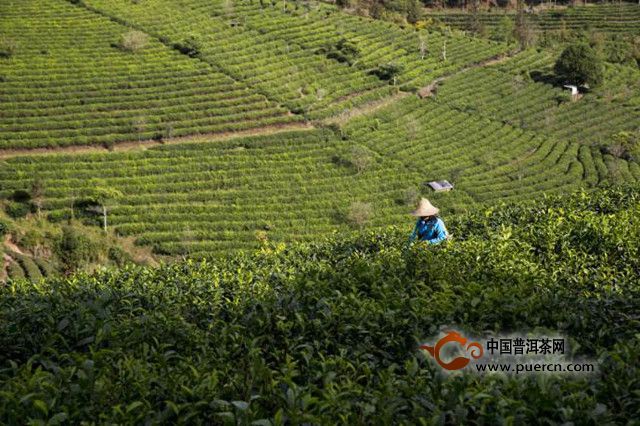 化佛茶的产地
