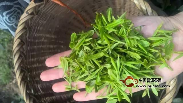 曾侯银剑茶采制技术