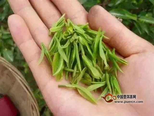 水仙茸勾茶是如何采制的