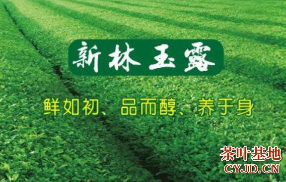 新林玉露是什么茶，新林玉露的品质特征