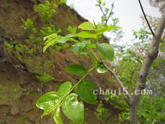 茶叶中岳仙茶的作用与禁忌
