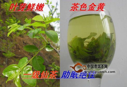 中岳仙茶