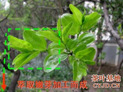 中岳仙茶是什么茶，中岳仙茶的品质特征
