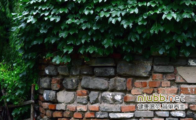 中岳仙茶保存方法
