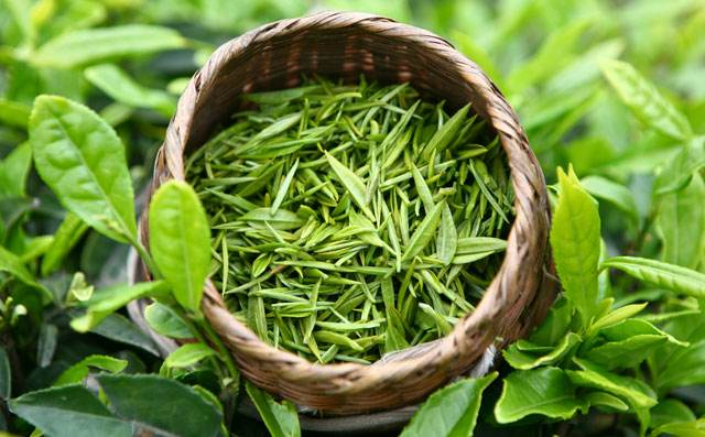 喝紫阳毛尖茶对身体有什么好处