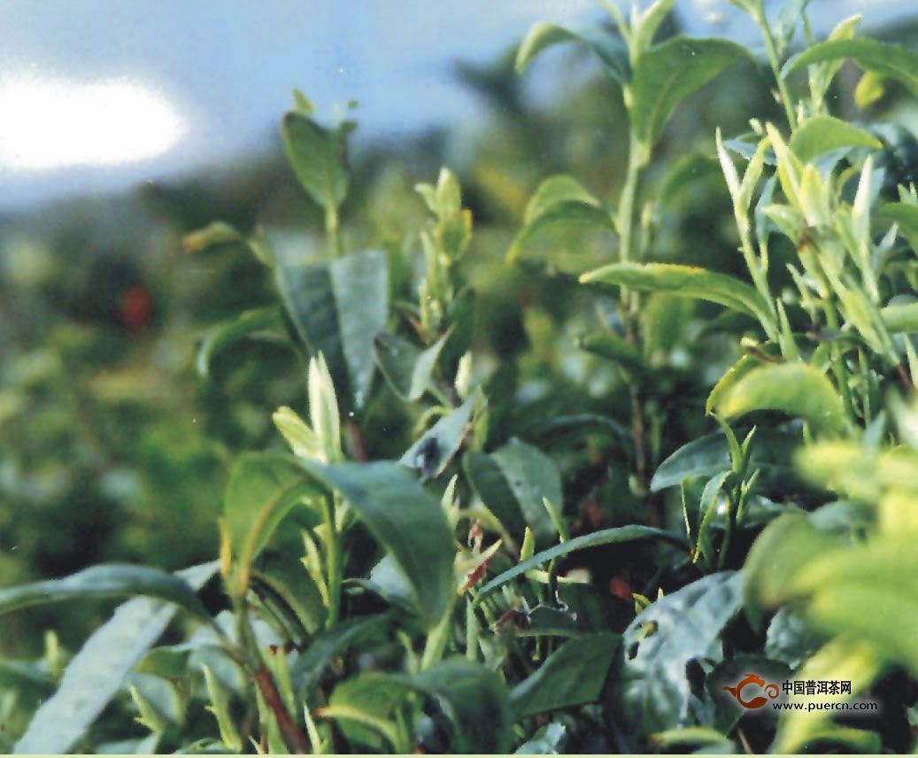 紫阳毛尖制茶工艺