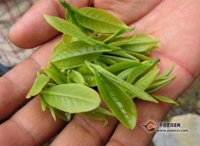 紫阳毛尖制茶工艺