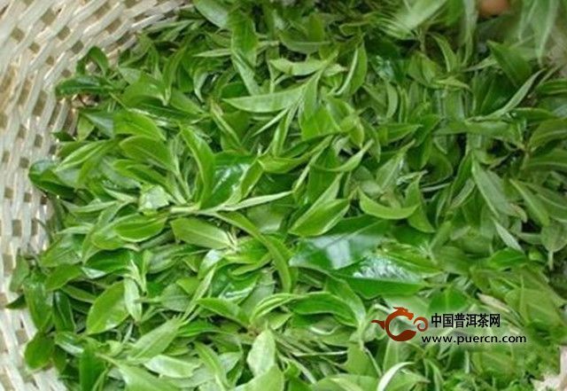古劳茶采摘技术