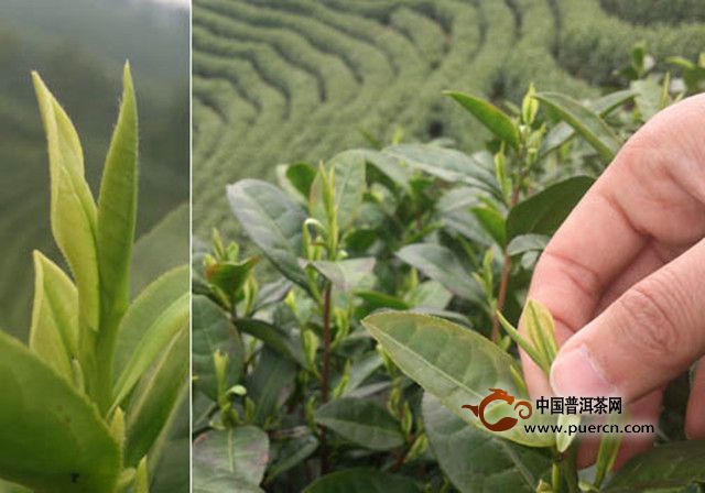 古劳茶采摘技术