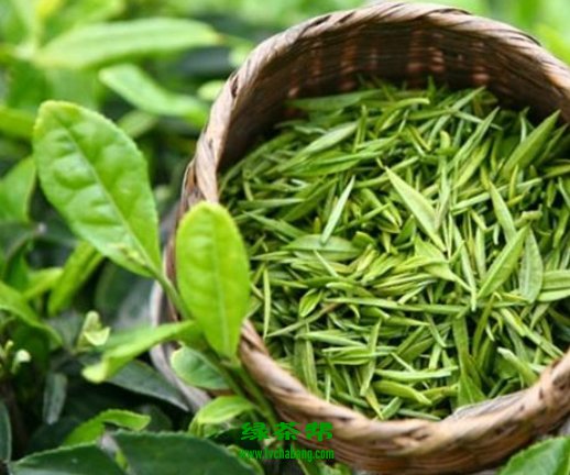 古劳茶的采摘技巧 古劳茶的制作工艺流程