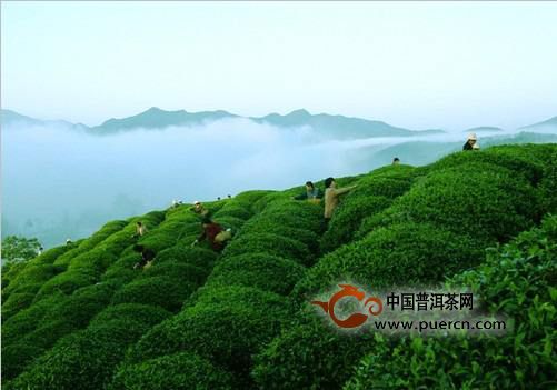 华顶云雾属于什么茶类