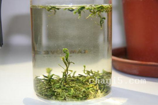 九华佛茶的功效与作用 九华佛茶的泡法