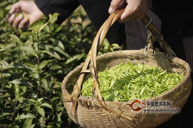 黎平雀舌是怎么制成的