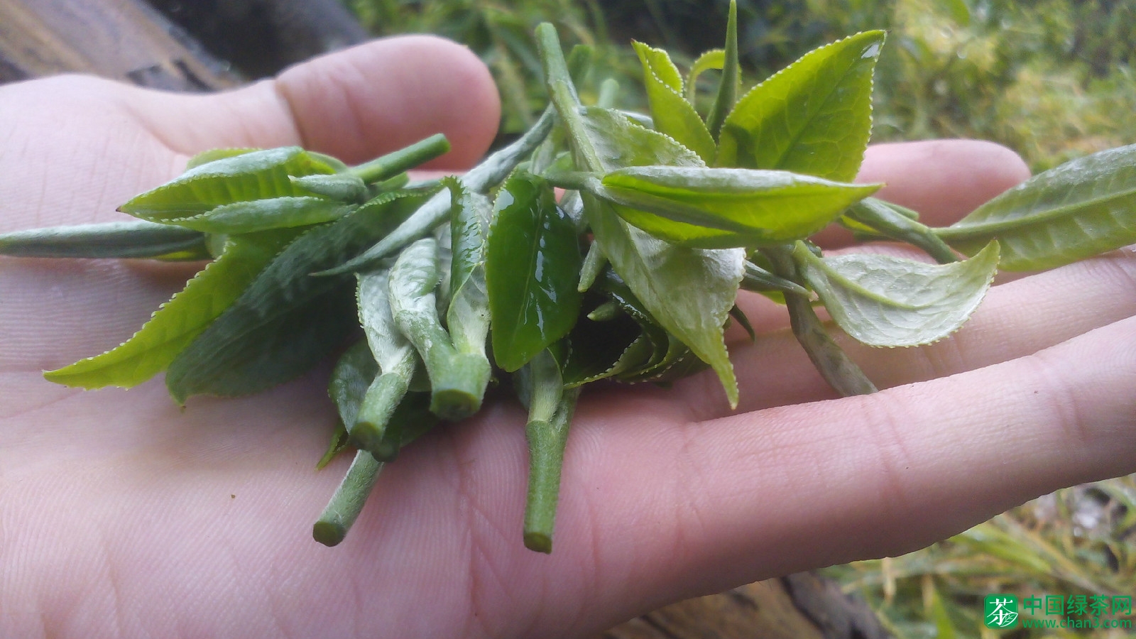 普龙茶