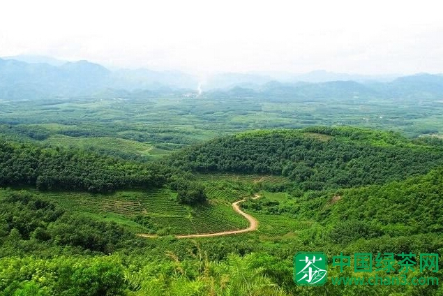 普龙茶的产地
