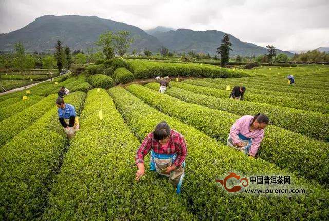 遂昌银猴茶是怎么制成的