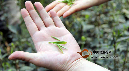 上饶白眉茶介绍