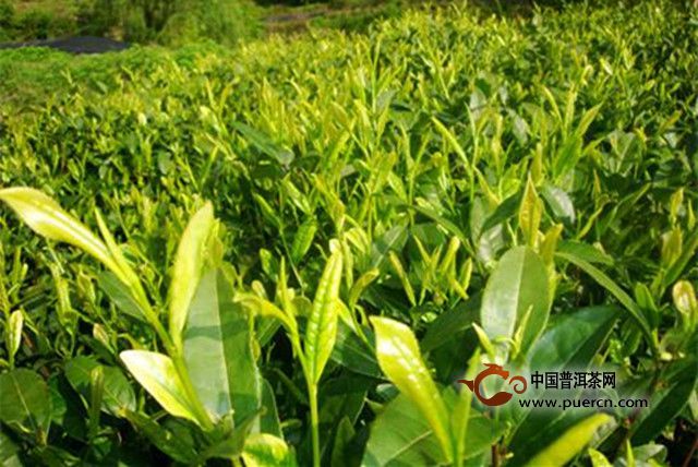 余姚瀑布茶产地
