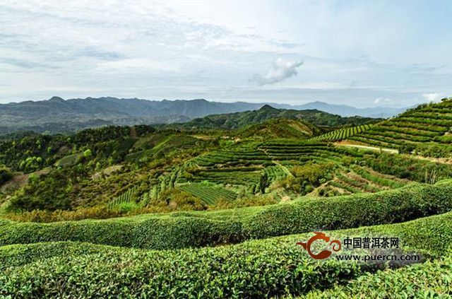 余姚瀑布茶产地