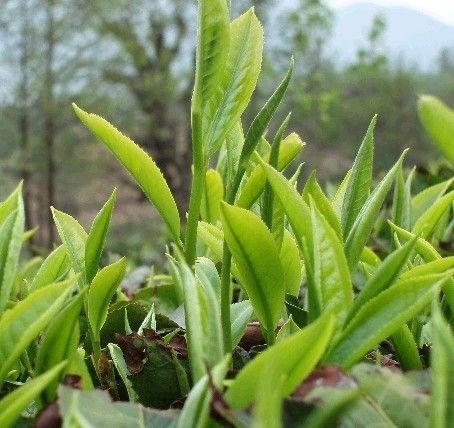 普洱茶和余姚瀑布茶的区别