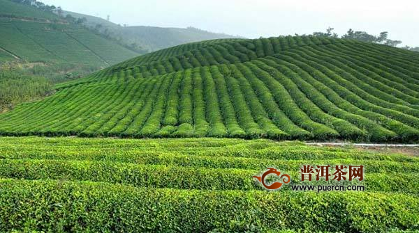 余姚瀑布茶产地在哪里