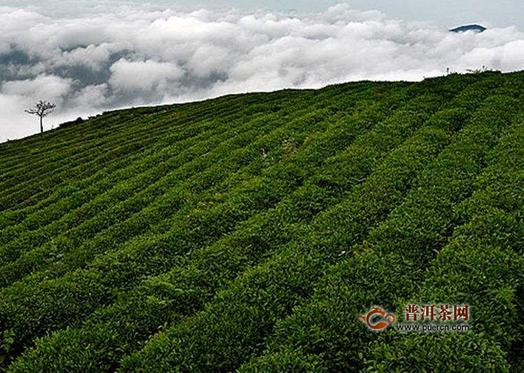 余姚瀑布茶产地在哪里