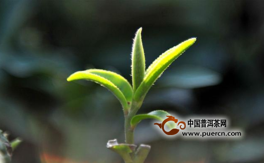 午子仙毫哪个品牌好