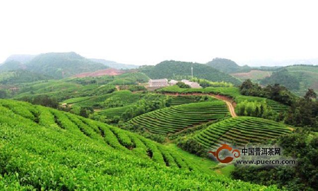汀溪兰香茶