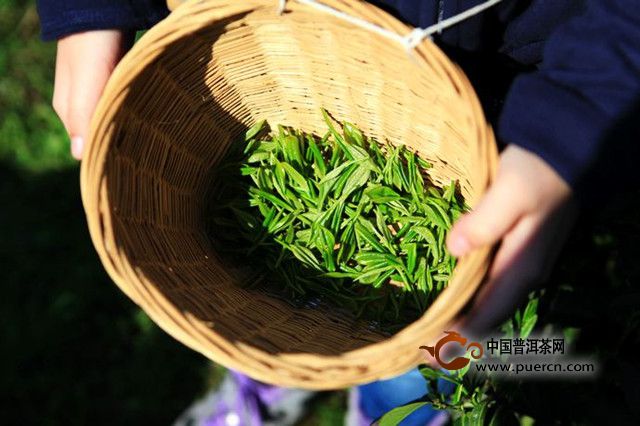 青城雪芽是什么茶