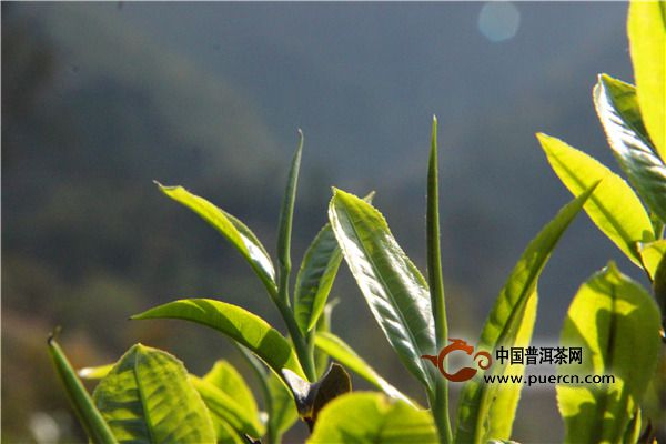 江华毛尖制作工艺