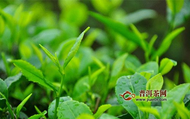 郴州碧云茶加工工艺