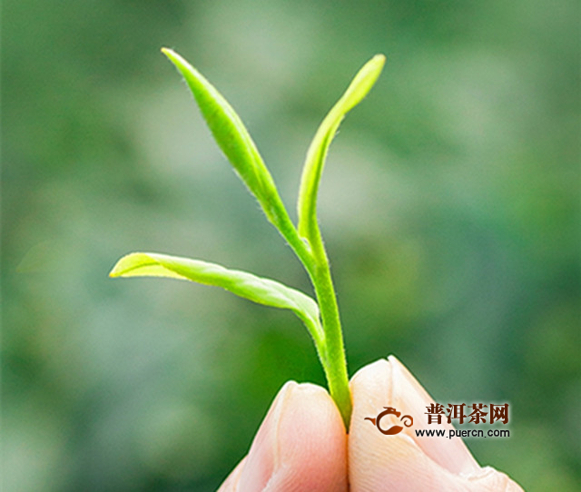 郴州碧云是什么茶