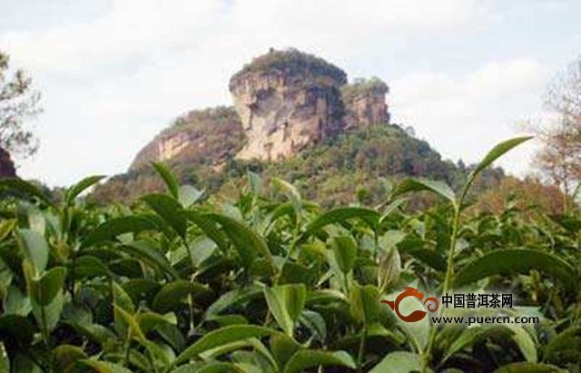 南安石亭绿是什么茶