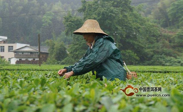 遂川狗牯脑茶的制作技艺