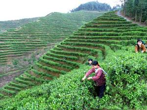 狗牯脑茶独特的采制技术