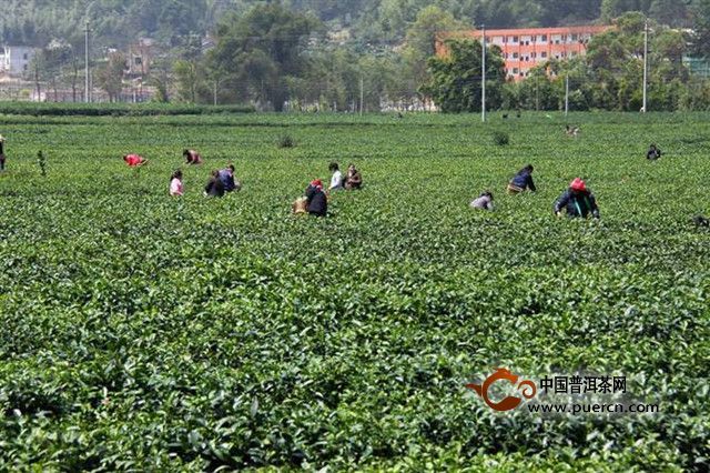 狗牯脑茶的产地在什么地方